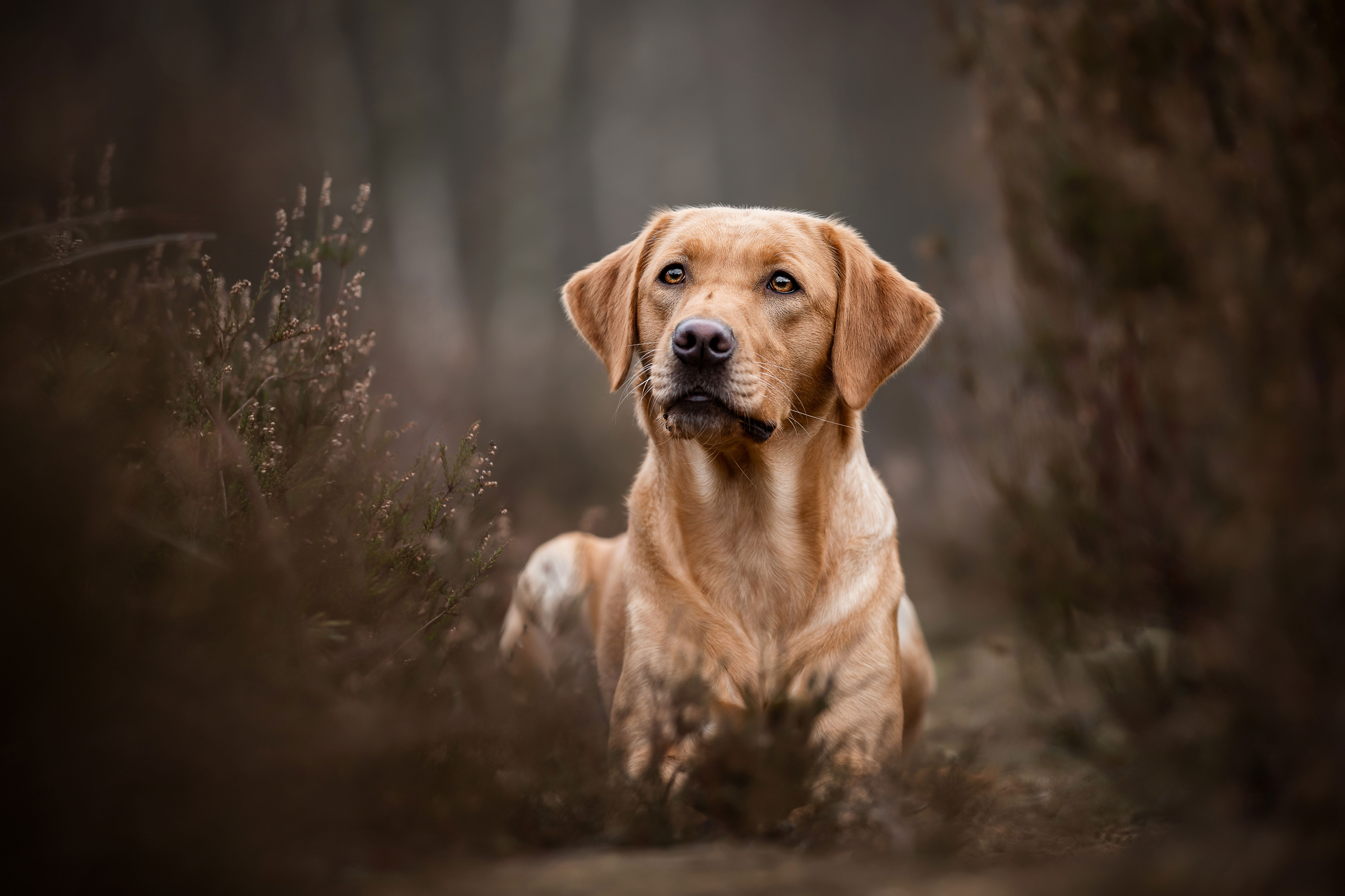 Honden fotografie Labrador dierenfotografe honden paarden fotoreizen