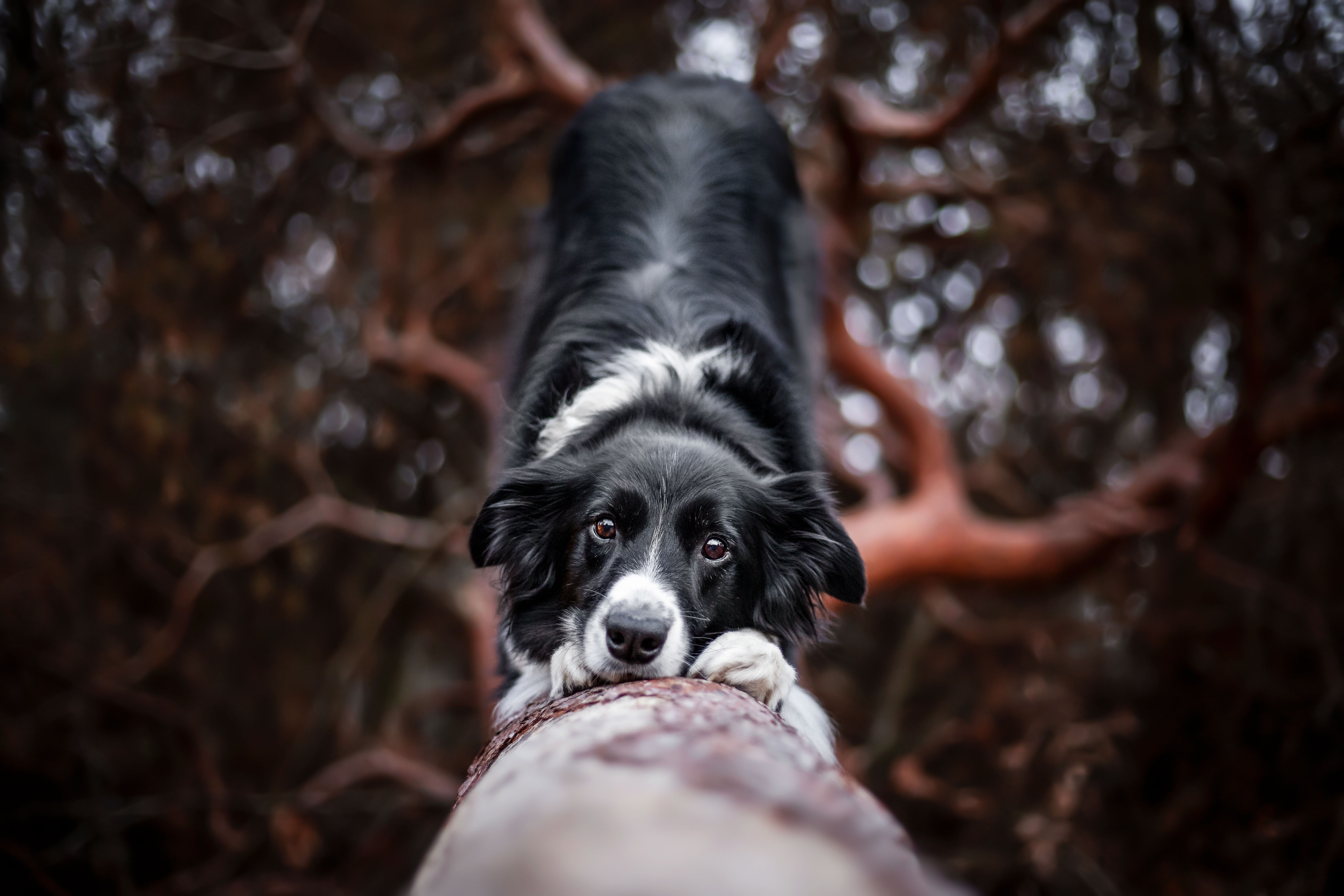 Border Collie portret honden fotografie