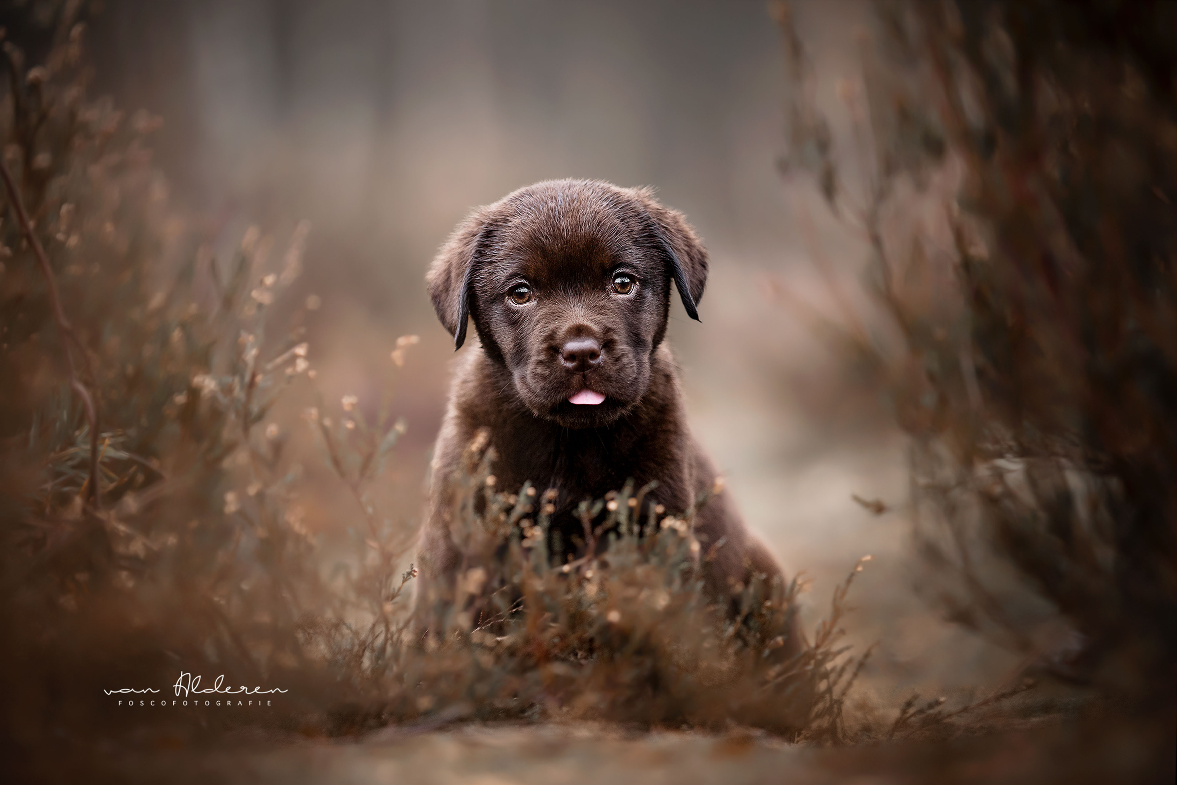 Labrador retriever puppy hondenfotografie chocolat bruin fotosessie hond