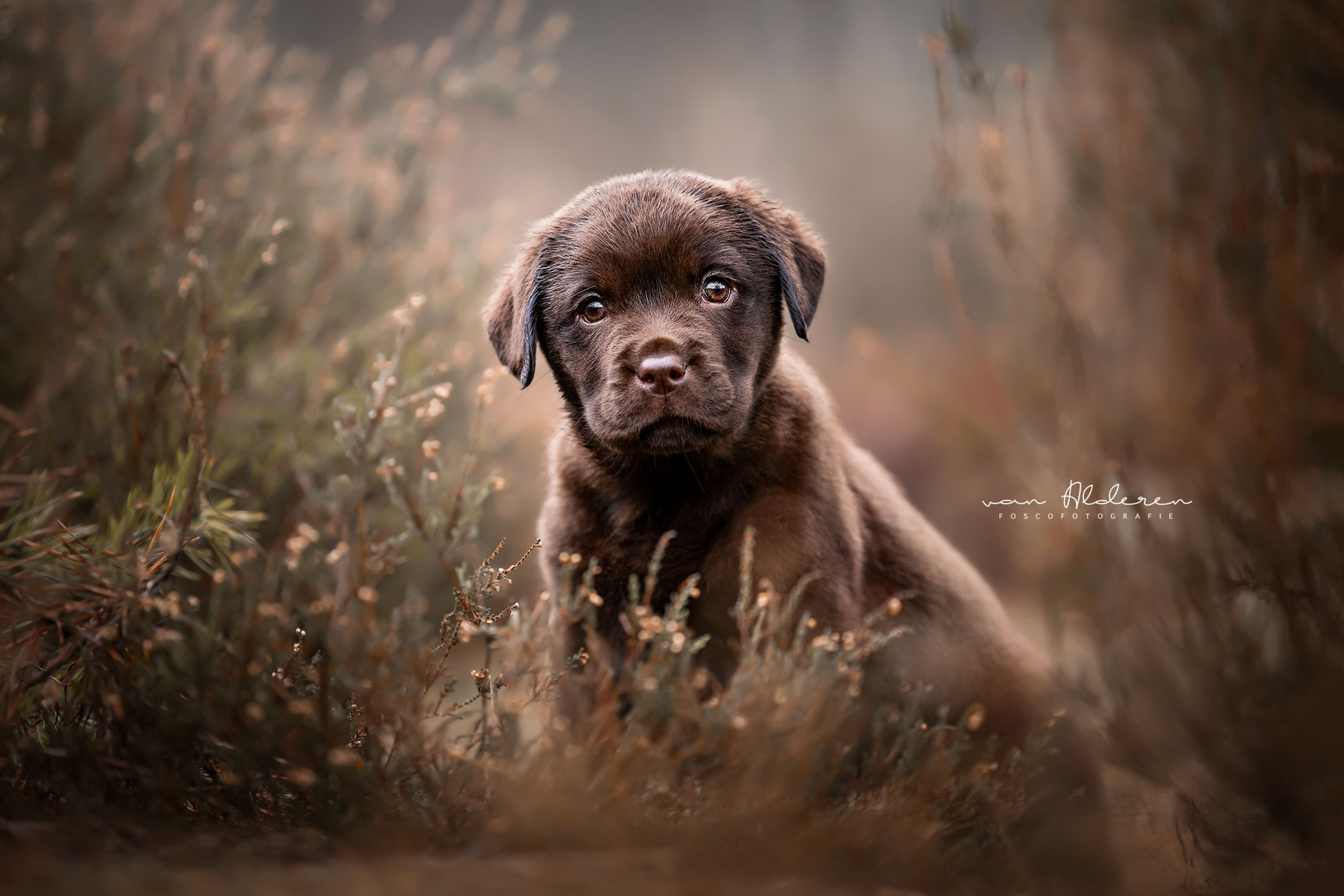 Labrador retriever puppy hondenfotografie chocolat bruin fotosessie hond