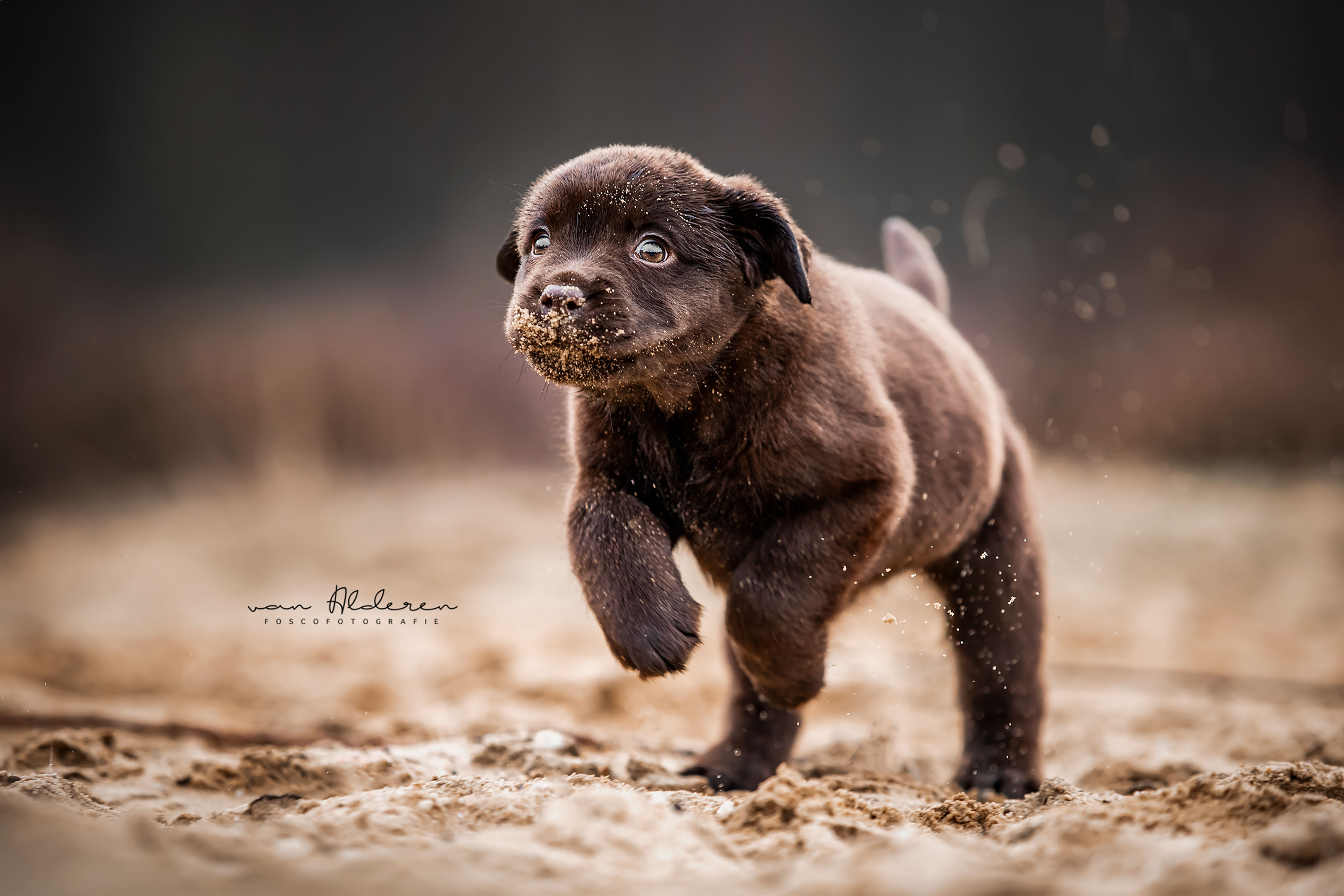 Labrador retriever puppy hondenfotografie chocolat bruin fotosessie hond