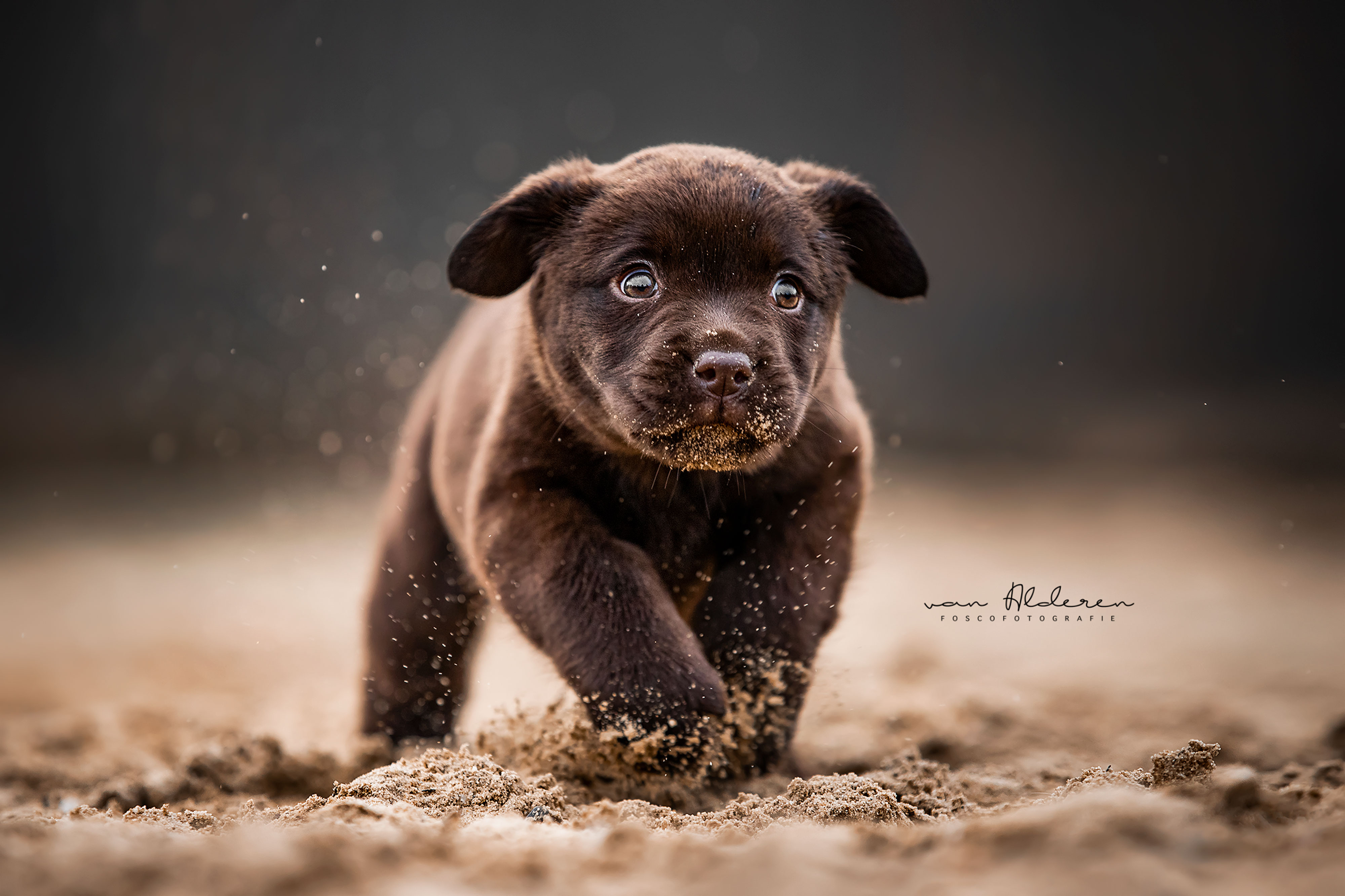 Labrador retriever puppy hondenfotografie chocolat bruin fotosessie hond