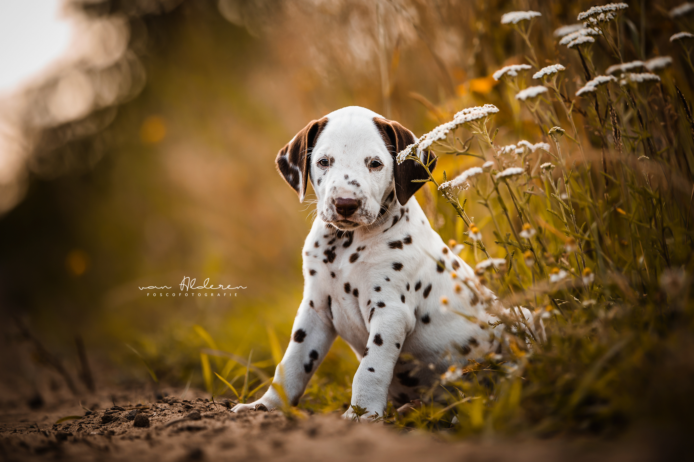 Dalmatiër puppy foscofotografie