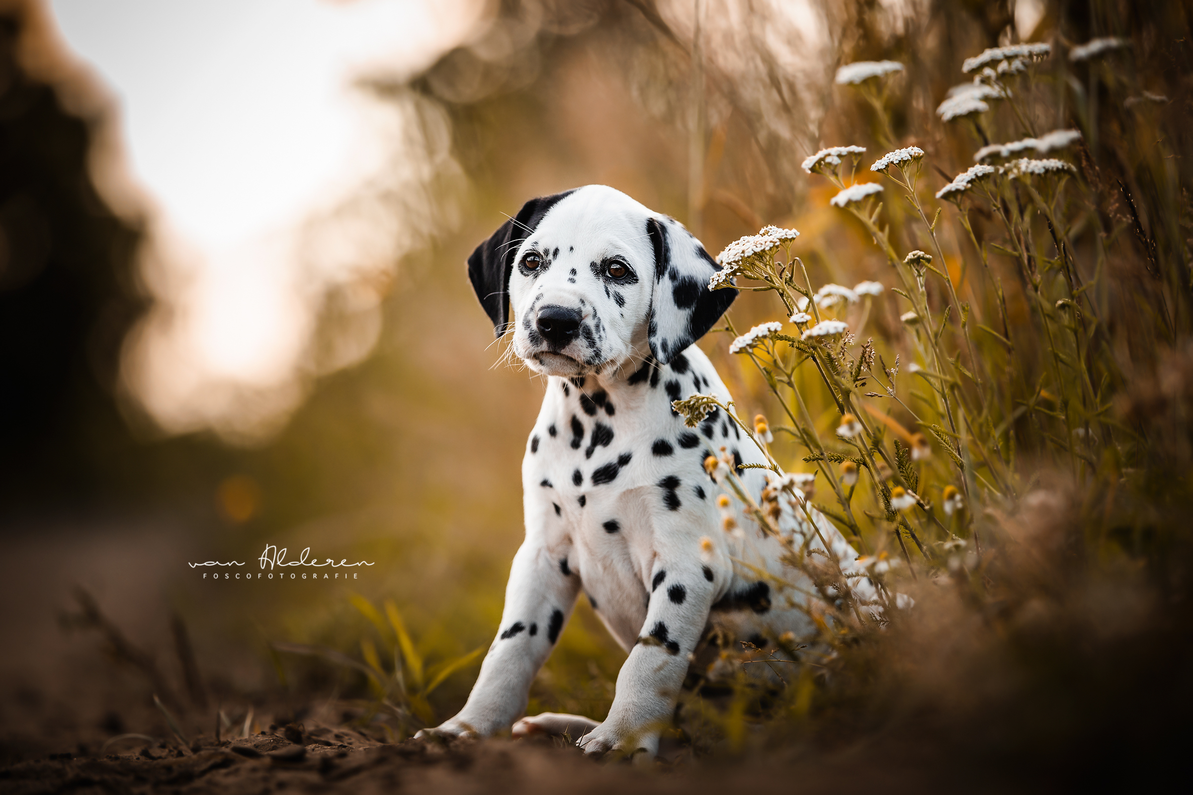 Fotoblog: Nest sessie Dalmatiër pups • Foscofotografie - Hondenfotografie en door Lotte van Alderen
