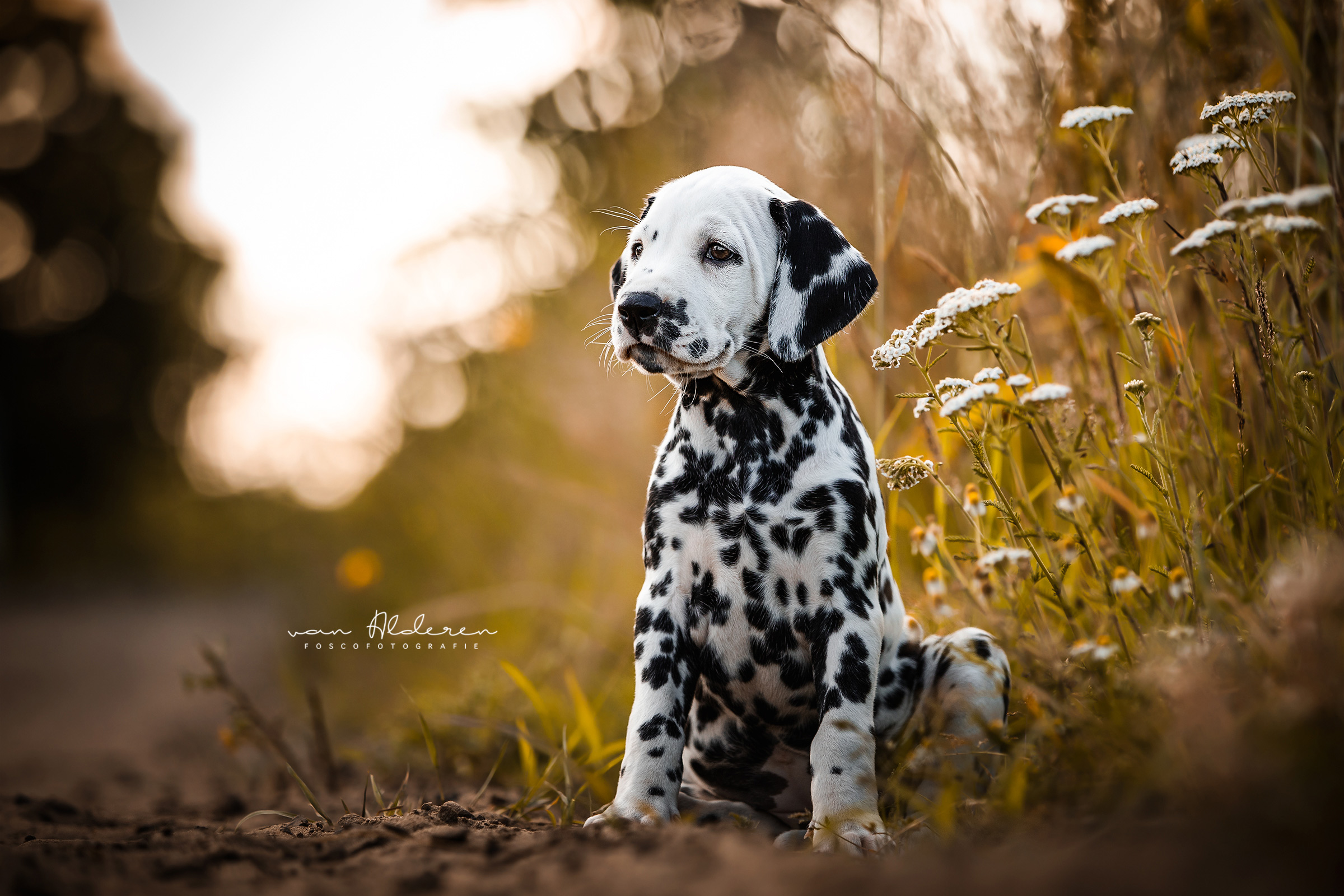 Dalmatiër puppy foscofotografie