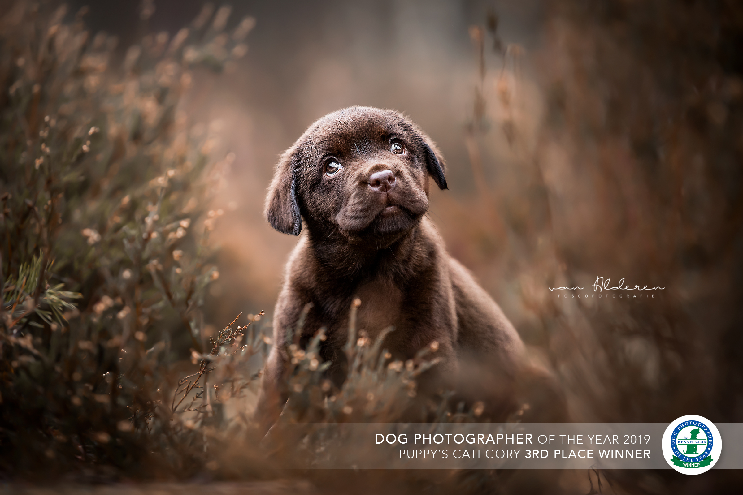 Dogphotographer of the year 2019 foscofotografie lotte van alderen 3rd place category puppy