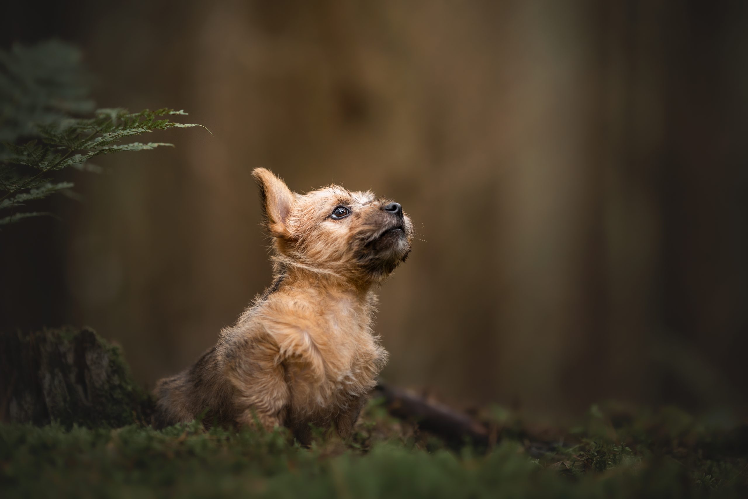Norwich terriër puppy Foscofotografie honden fotograaf