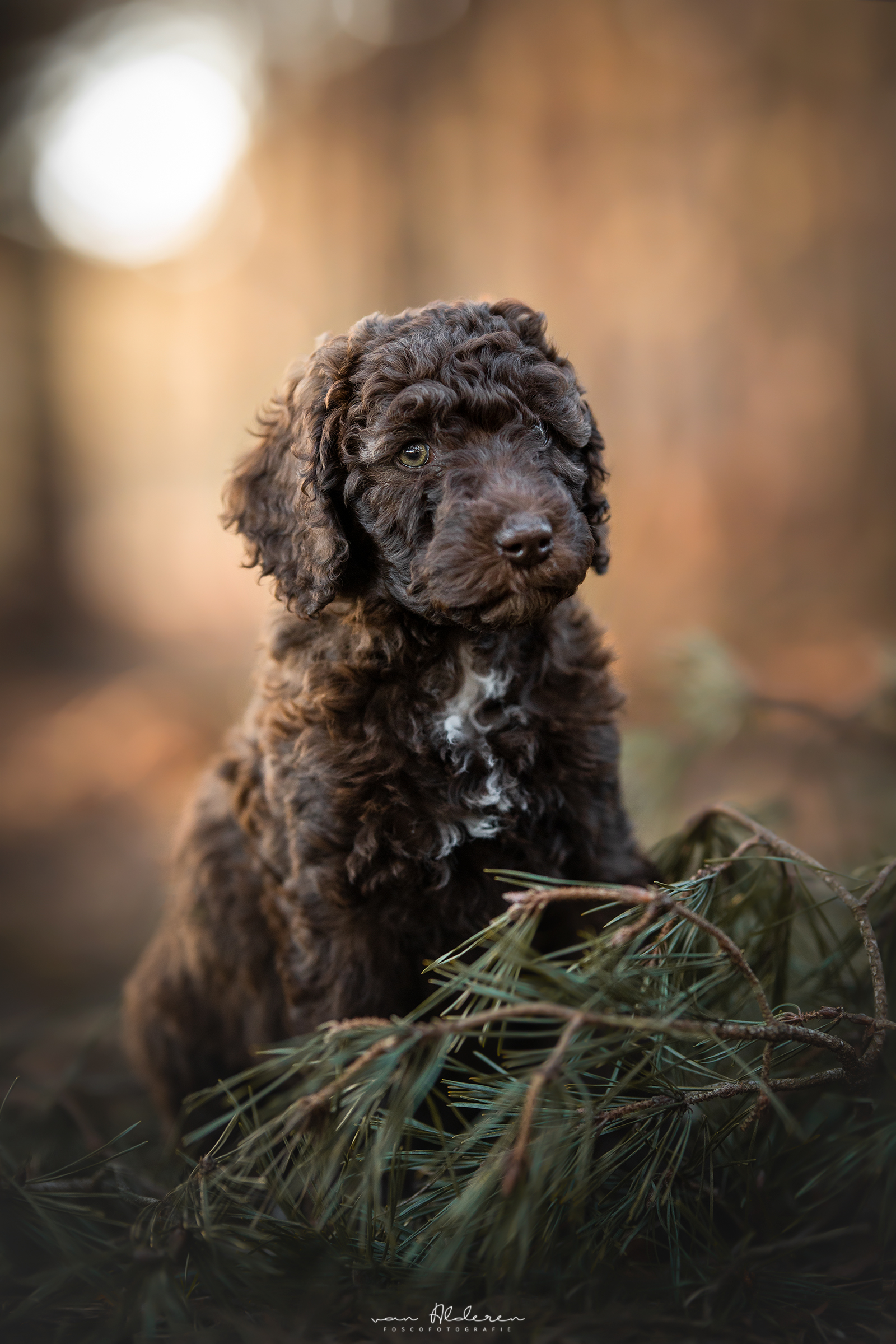 Labradoodle puppy hondenfotografie