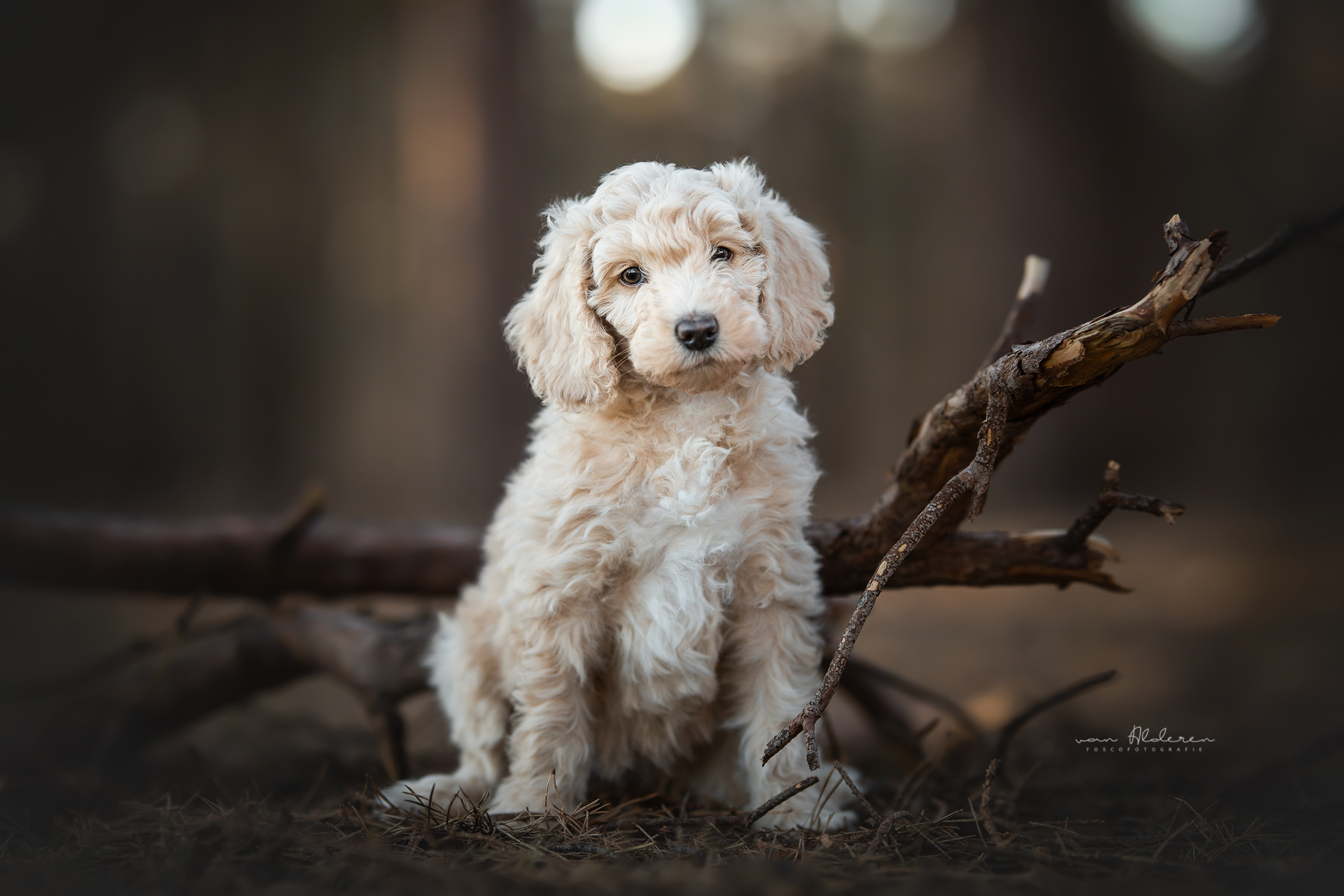 Labradoodle puppy hondenfotografie