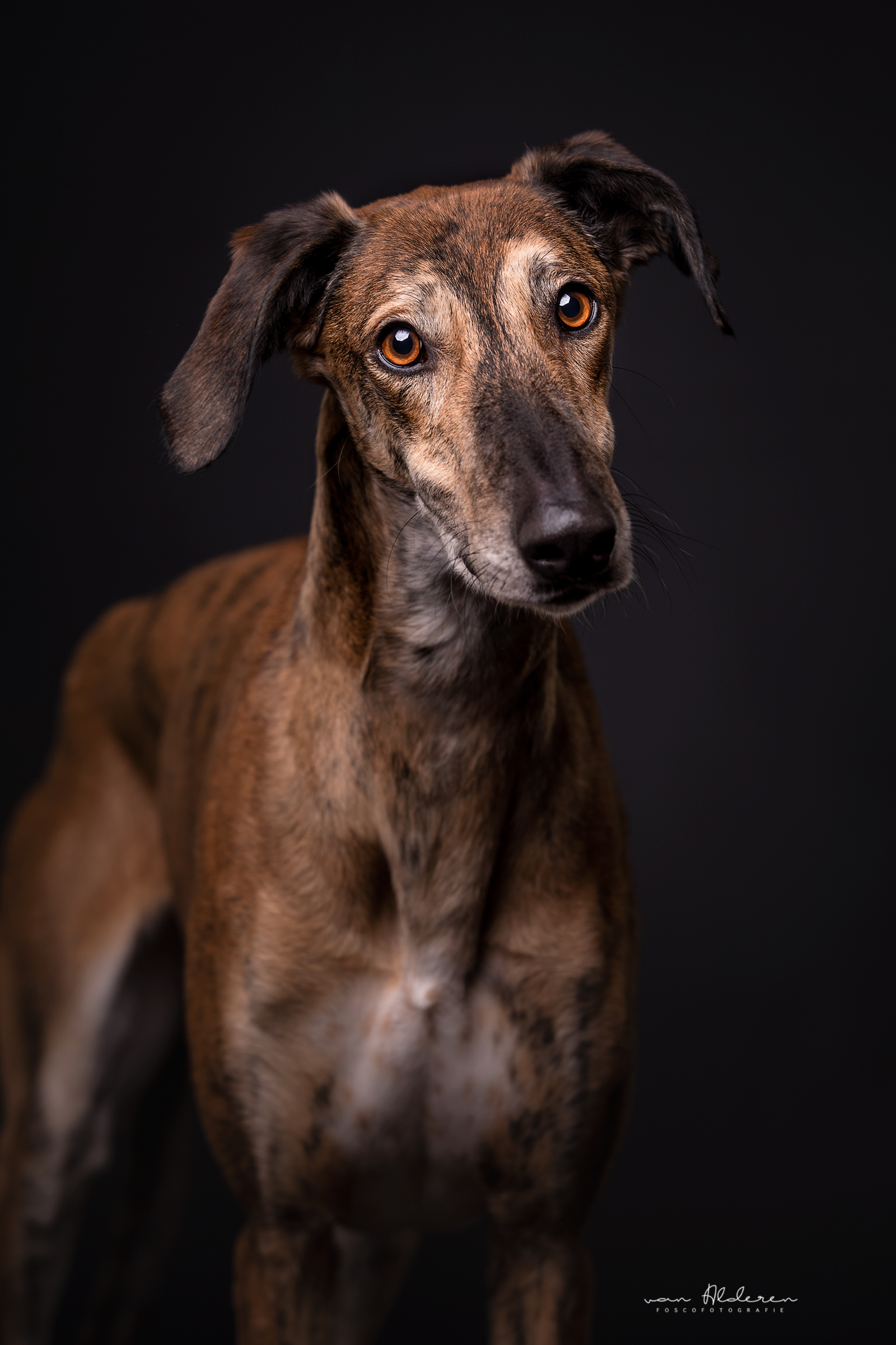 Studio honden portret Galgo Foscofotografie