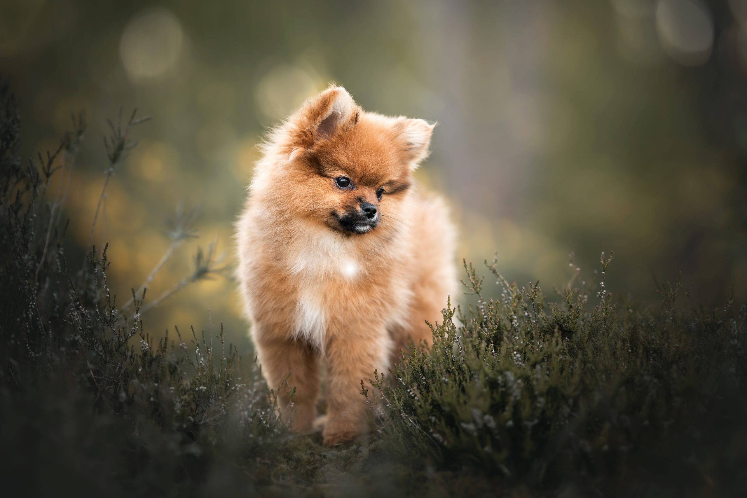 Pomeranian puppy honden fotografie