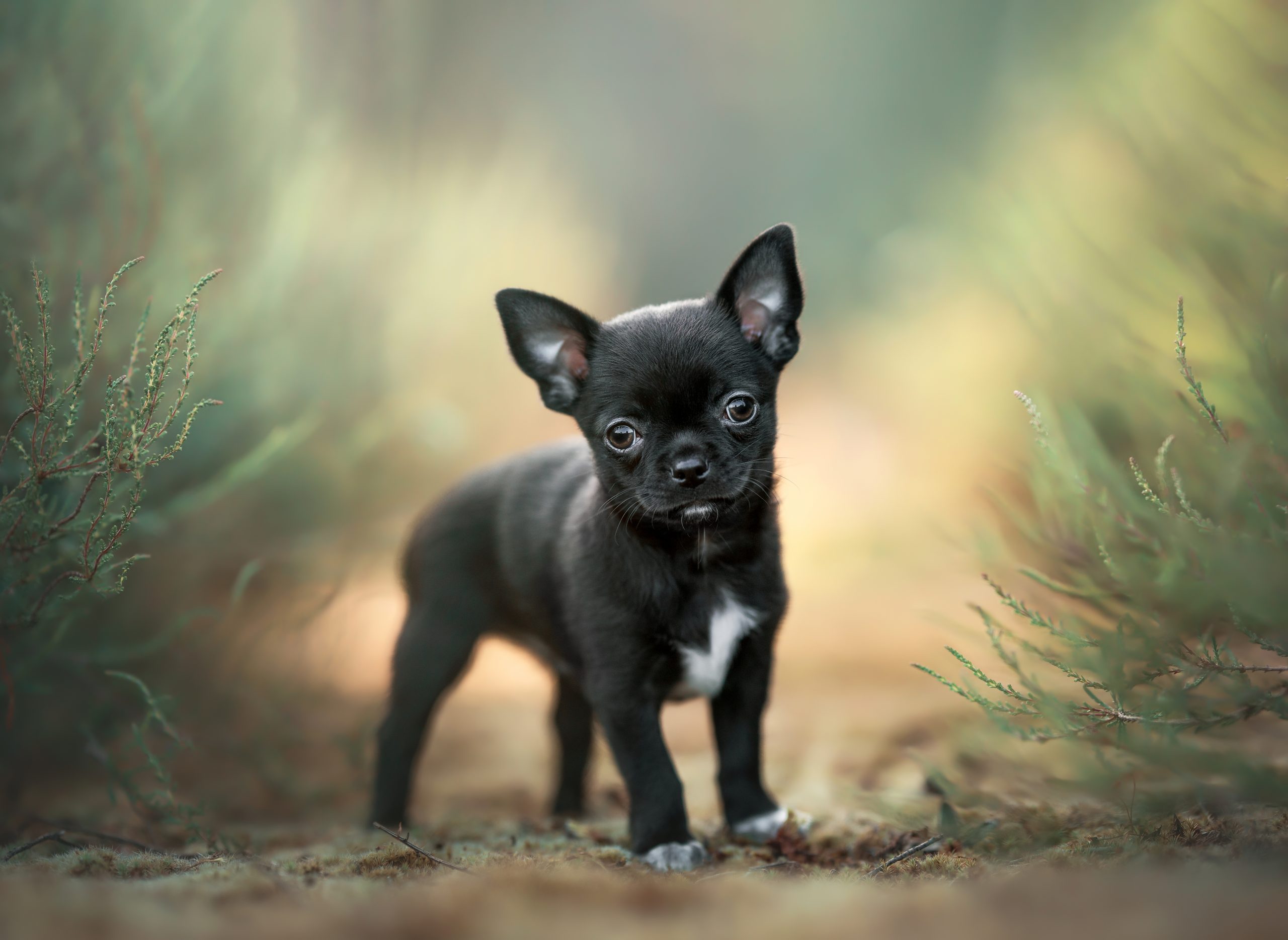 Chihuahua puppy foscofotografie