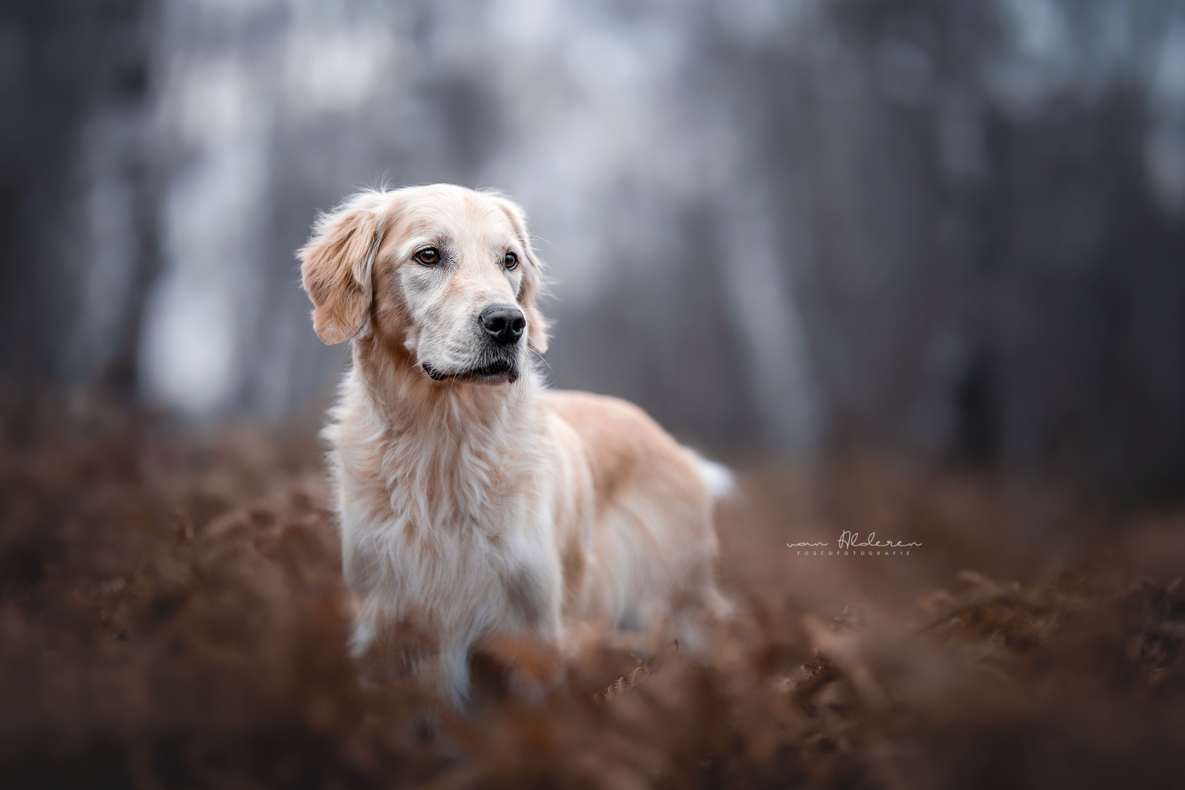 Golden Retriever honden fotografie