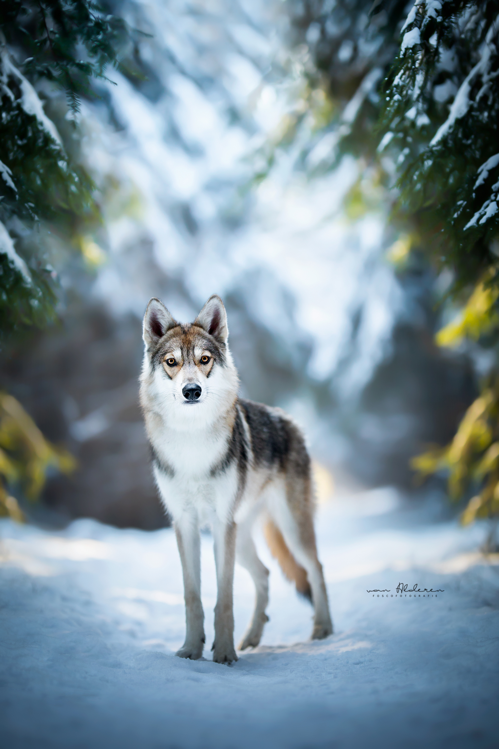 Tamaskan wolf hond dog photography