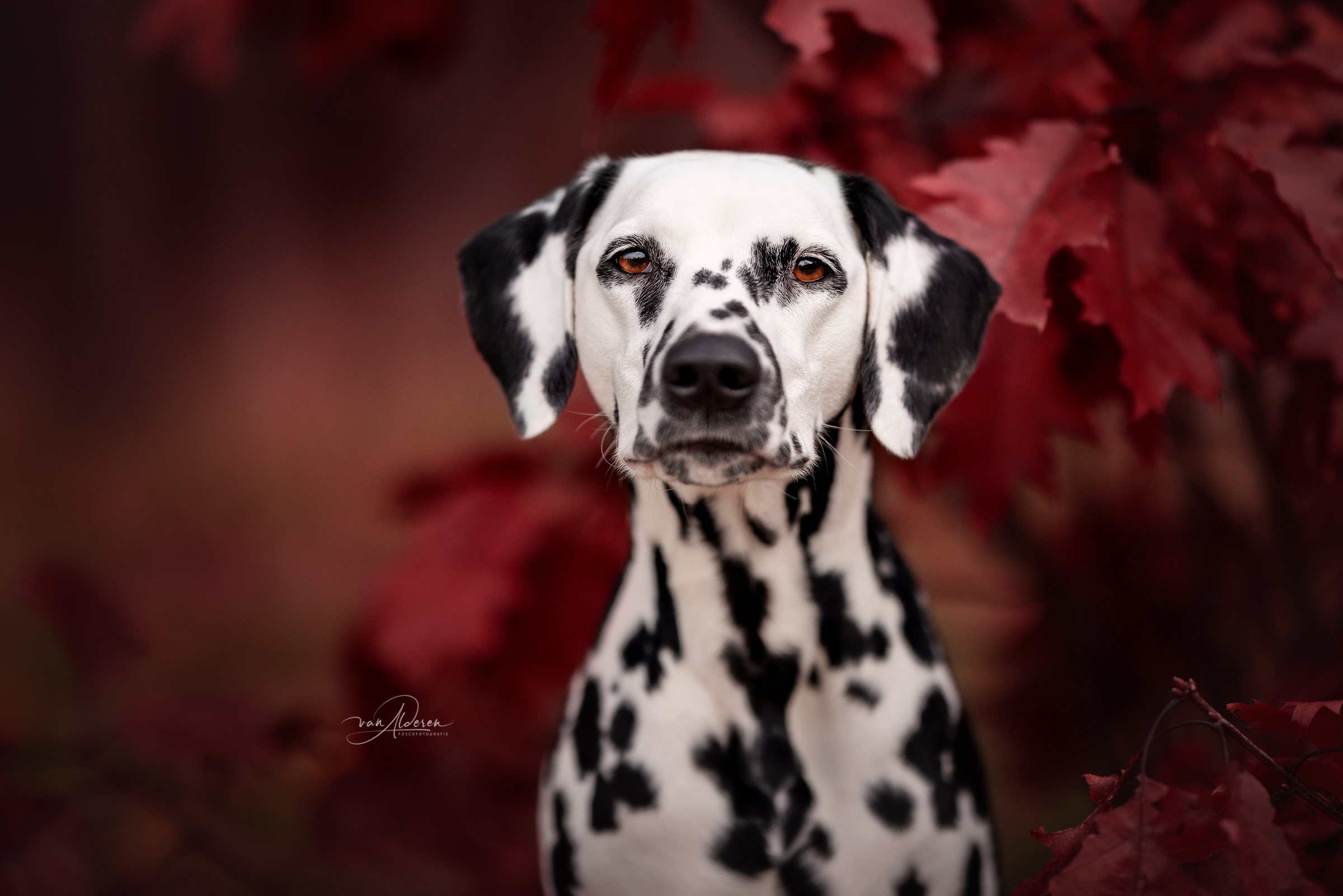 Dalmatier honden fotografie