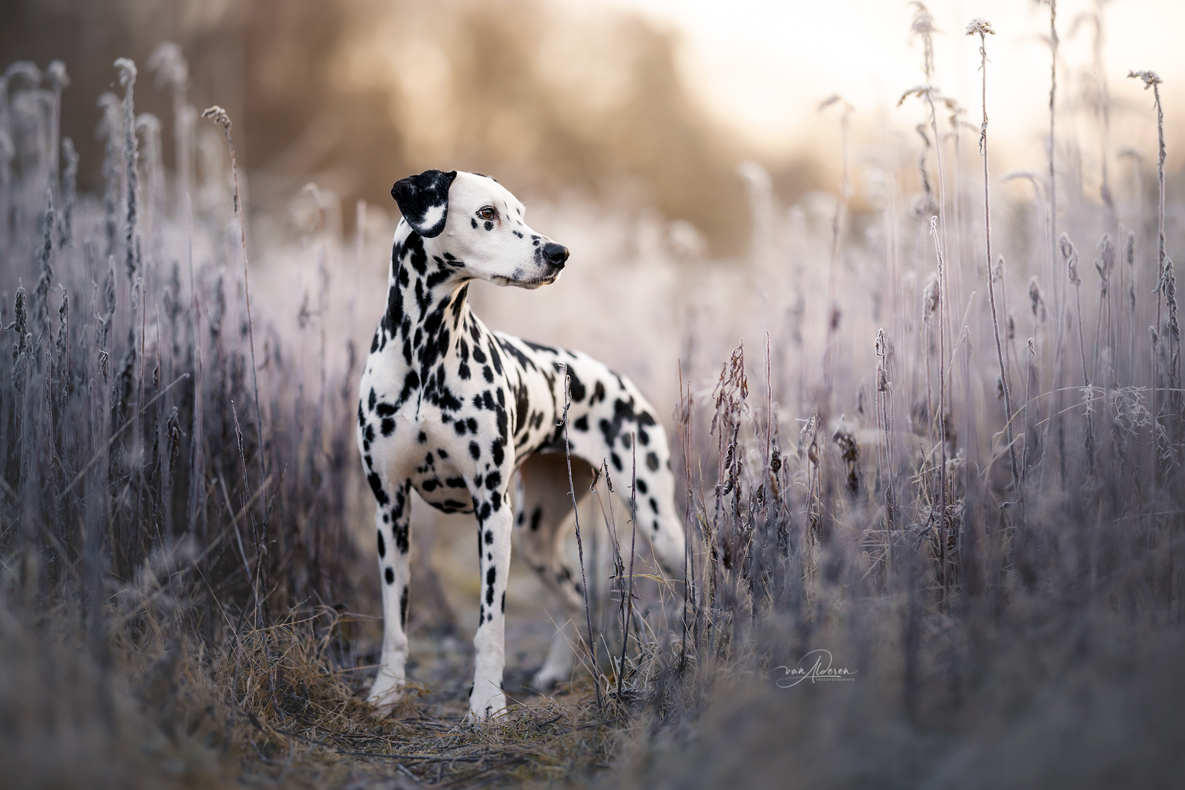 Dalmatier honden fotografie