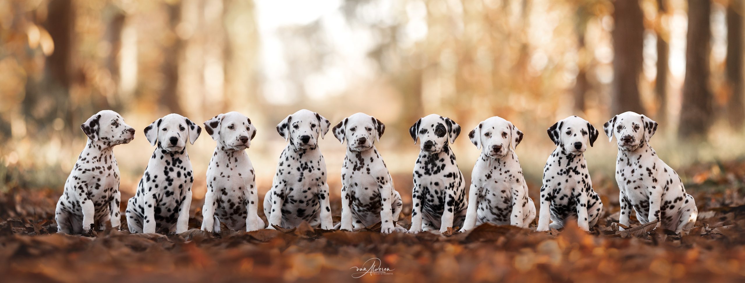 Dalmatier puppy's nest honden fotografie