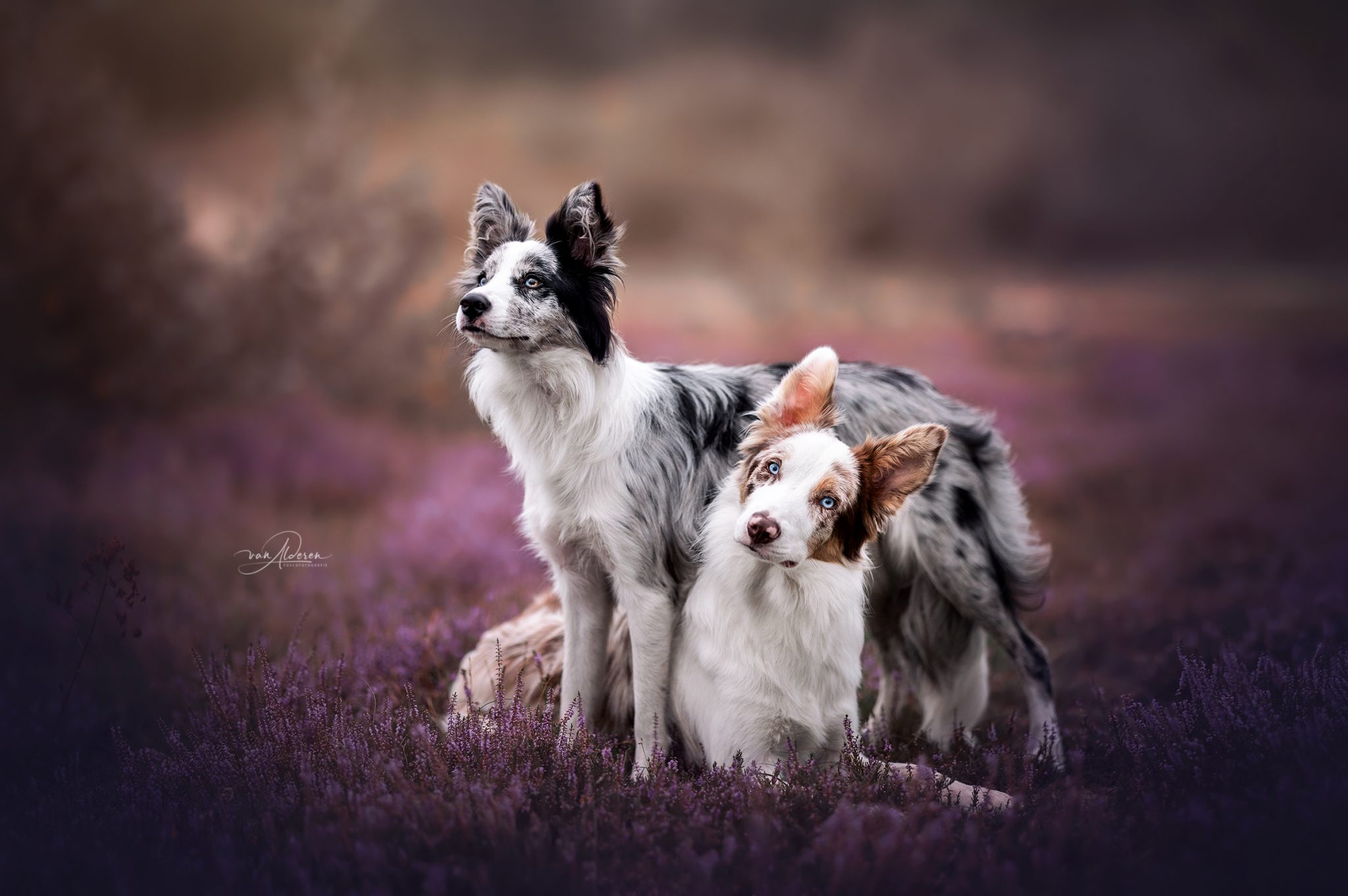 Lijst met te leuke en grappige duo honden / dierennamen! • Foscofotografie Hondenfotografie