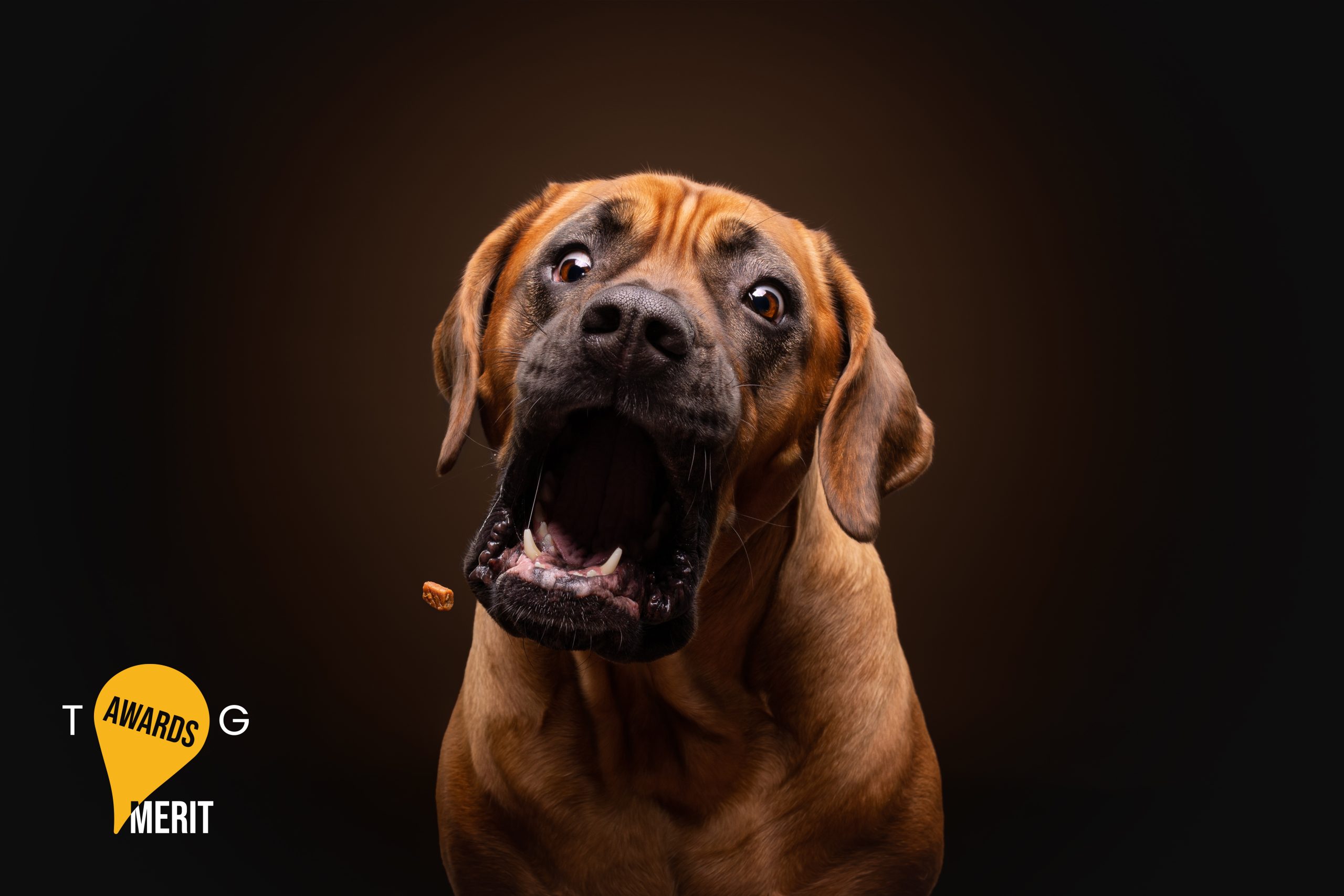 Tosa inu treat catch grappige hondenfoto foscofotografie fotoshoot hond