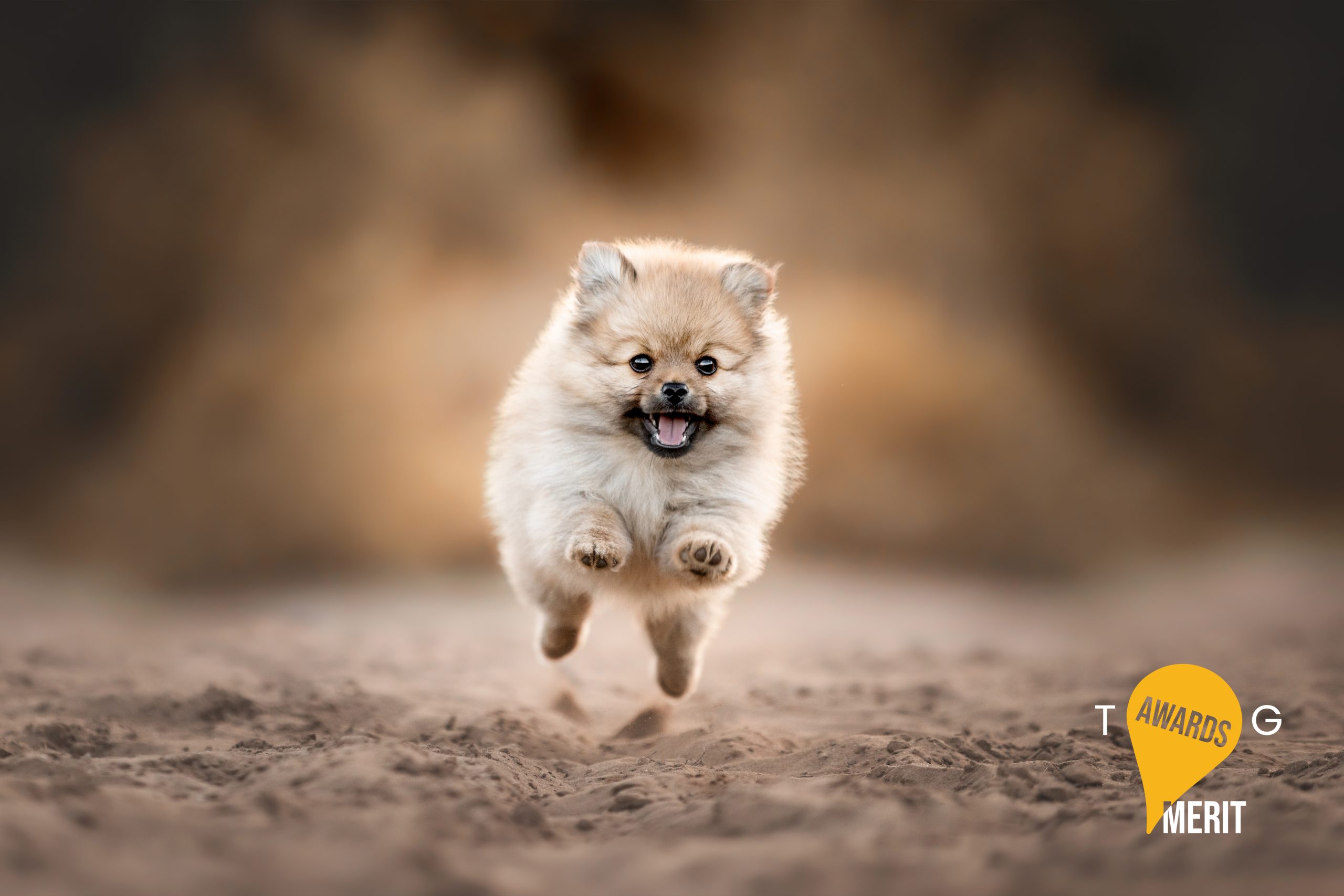 Pomeriaan dwerg keeshond puppy hondenfotografie actie foscofotografie