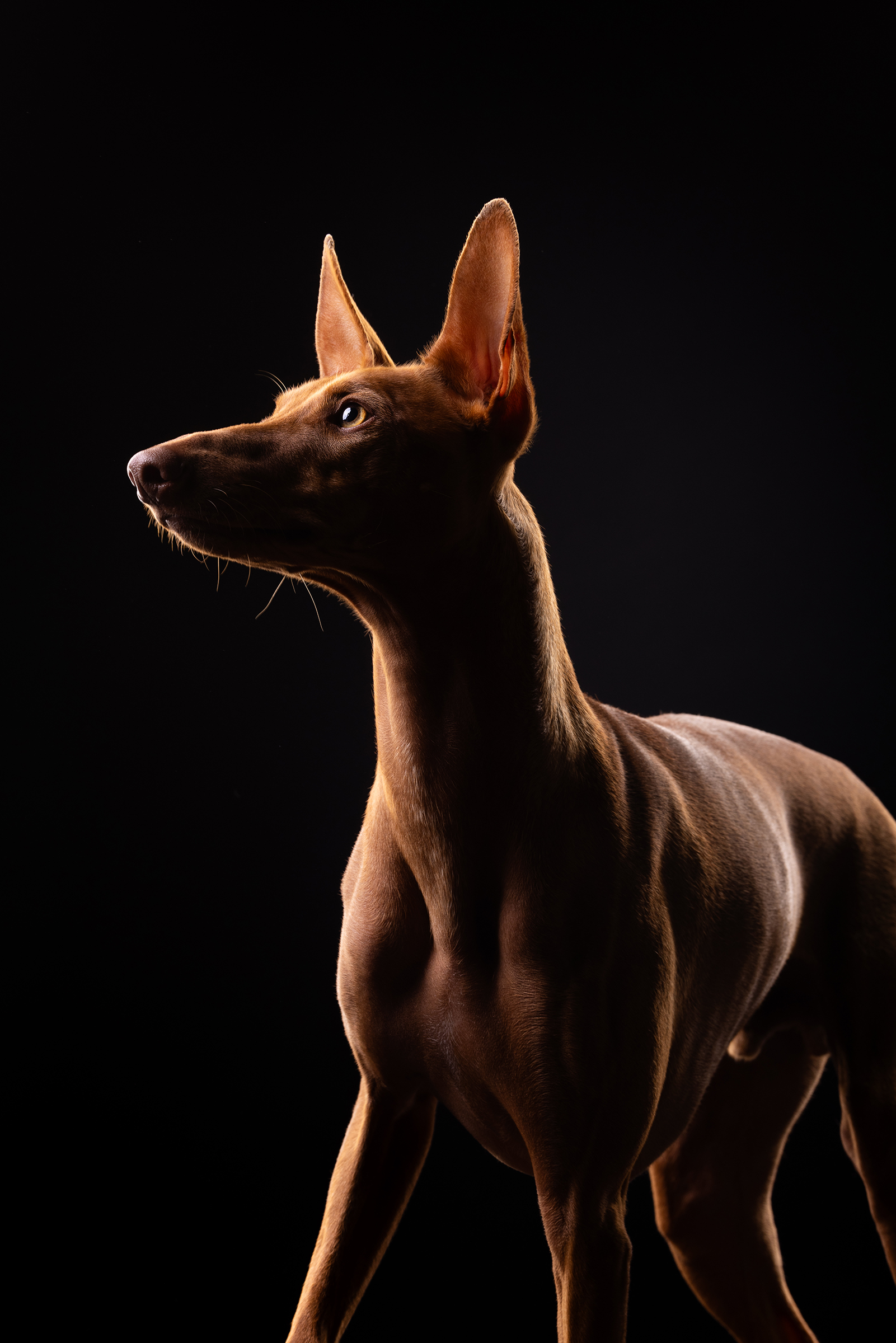 fine art studio hondenfoto van een Cirneco dell'Etna door professioneel hondenfotograaf