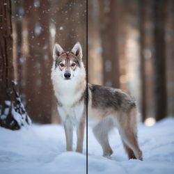 50 snow overlays Foscofotografie