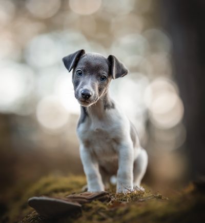 Jack Russel terriër puppy Foscofotografie